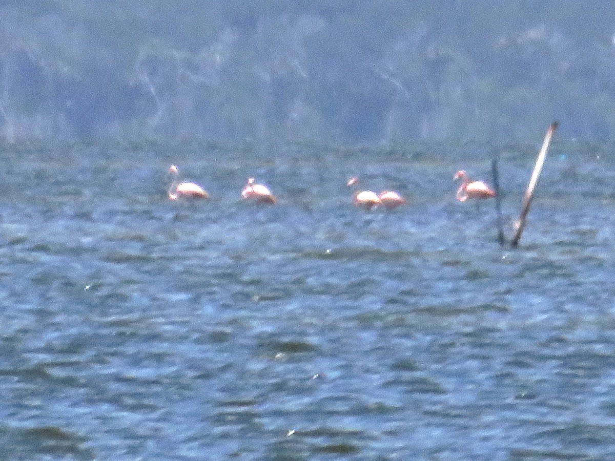 American Flamingo - ML639600595
