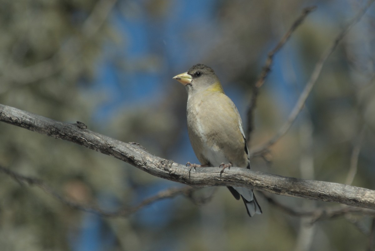 Evening Grosbeak - ML639600610