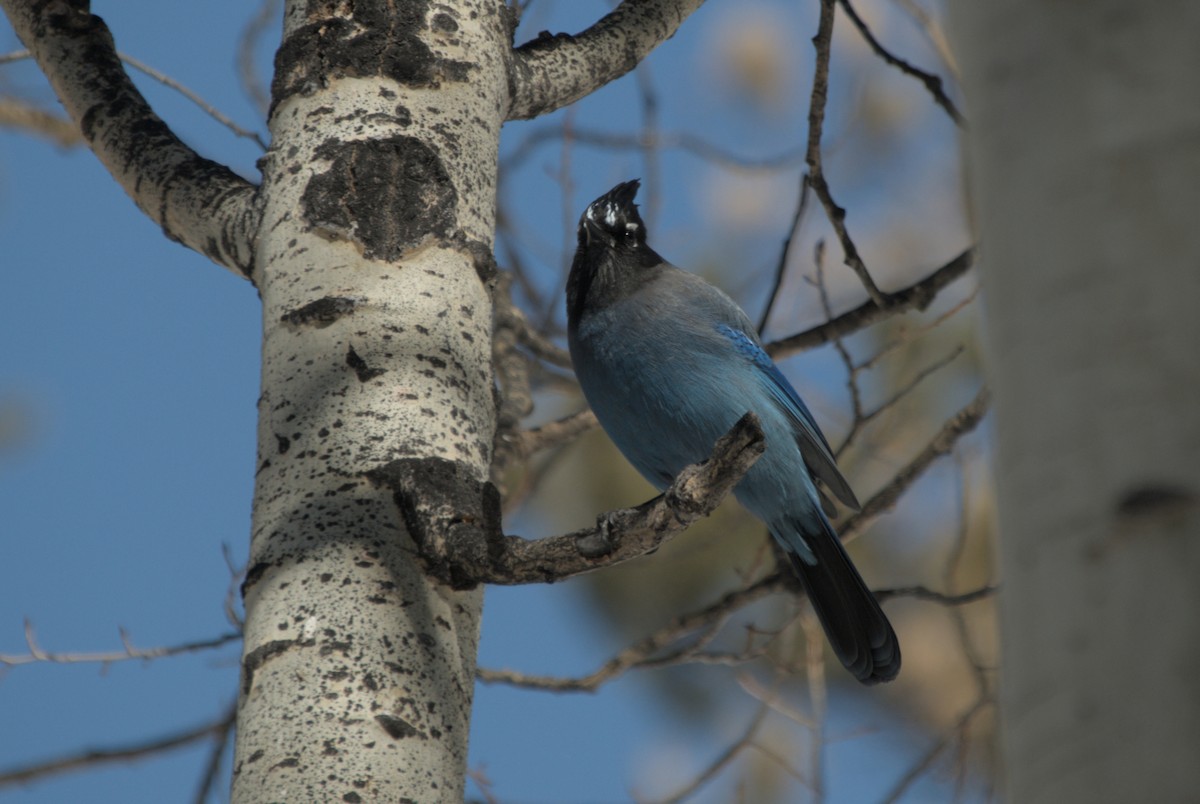 Steller's Jay - ML639600634