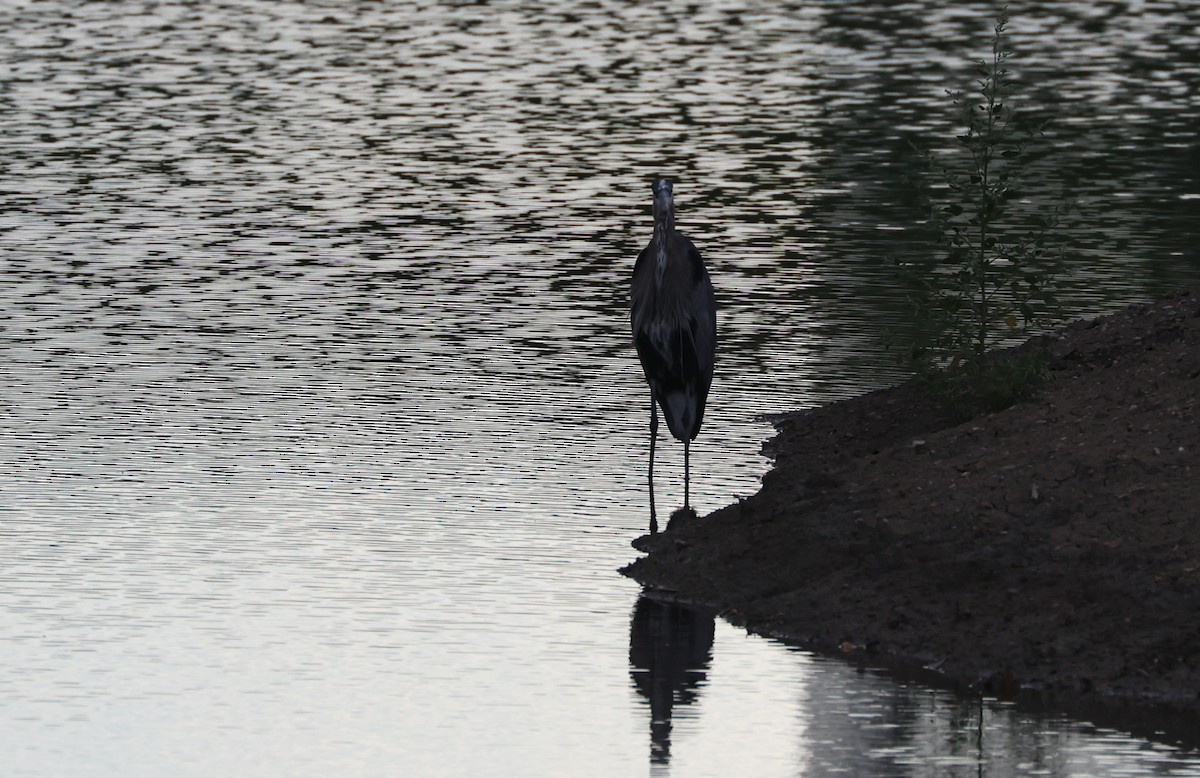 Great Blue Heron - ML639600642