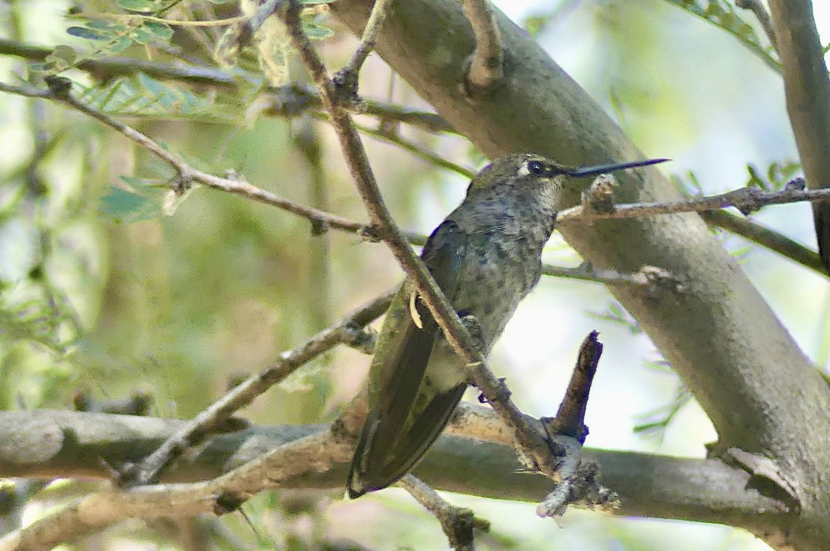 rødmaskekolibri - ML639600648