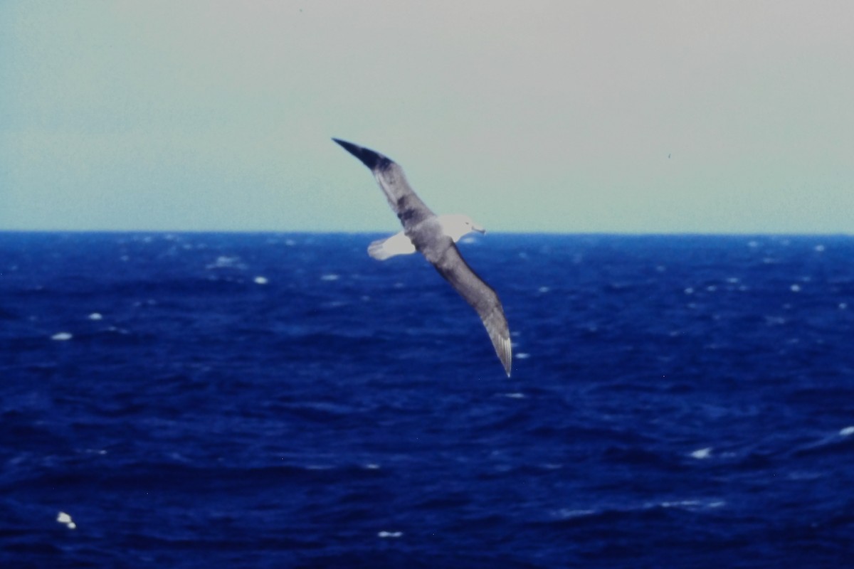 マユグロアホウドリ - ML639600654