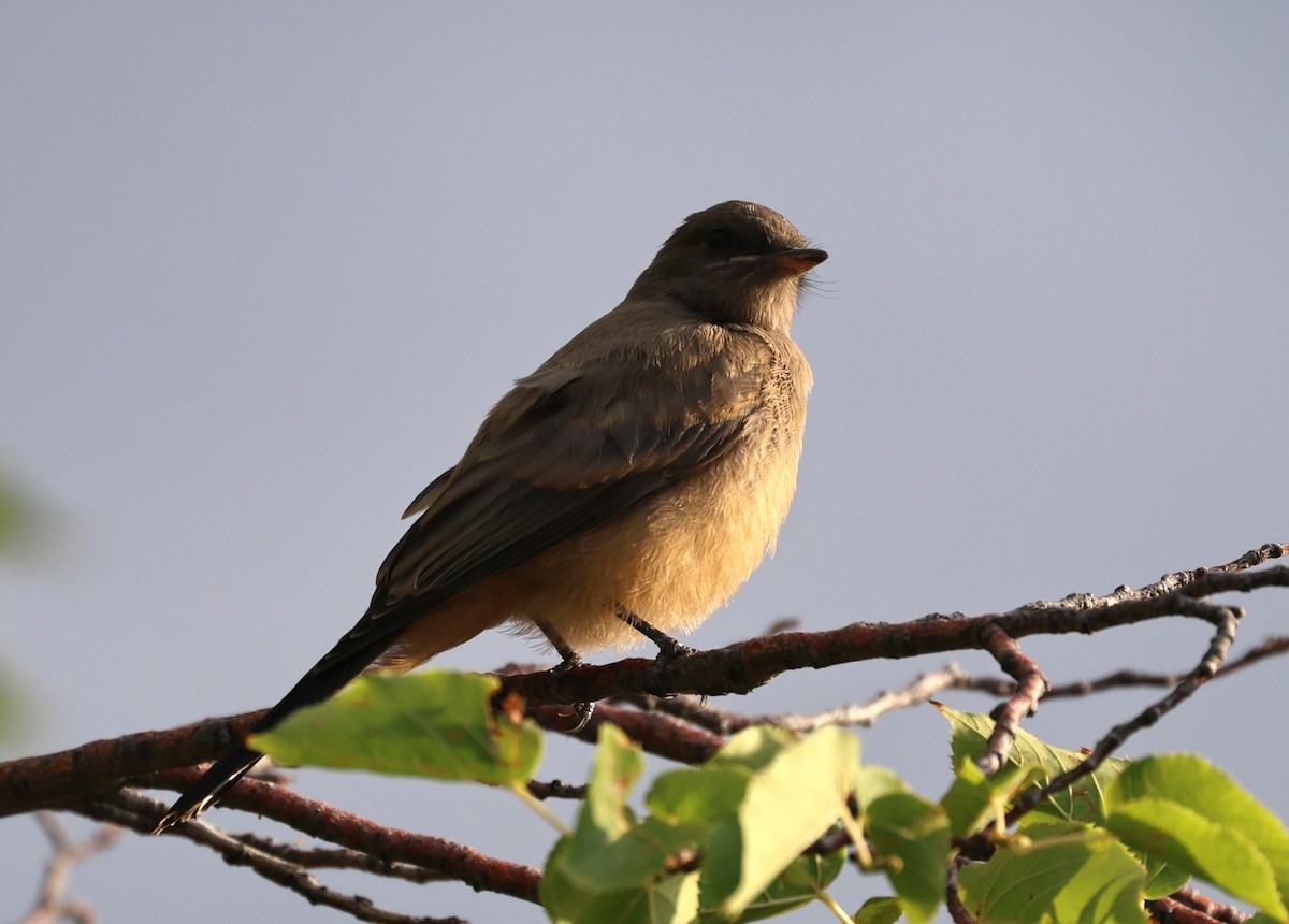 Say's Phoebe - ML639600658