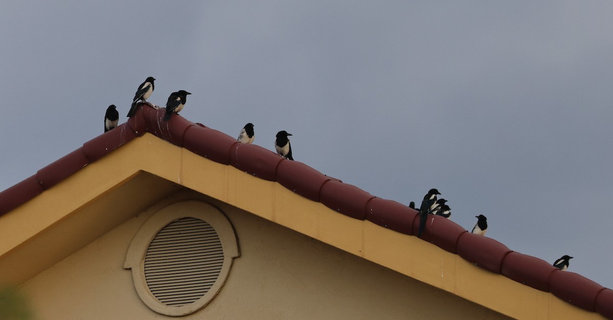 Black-billed Magpie - ML639600664