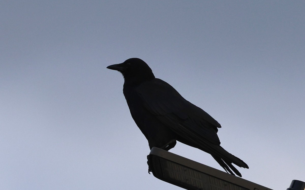 American Crow - ML639600687