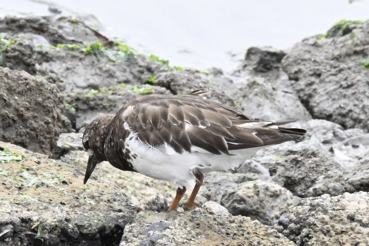 Black Turnstone - ML639600695