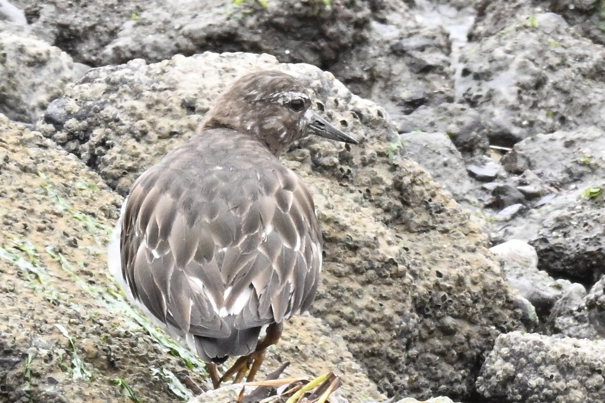 Black Turnstone - ML639600699