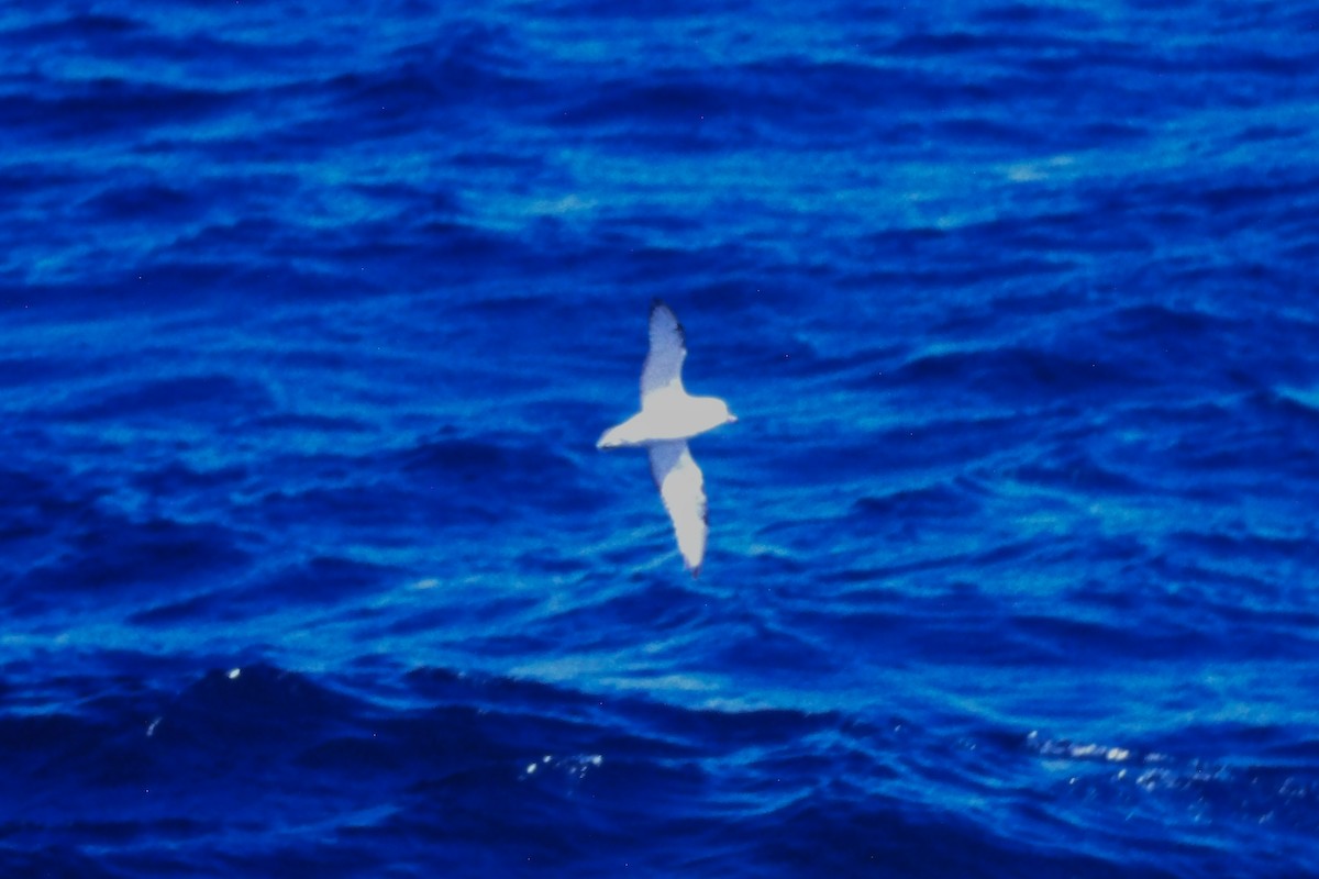 ギンフルマカモメ - ML639600702