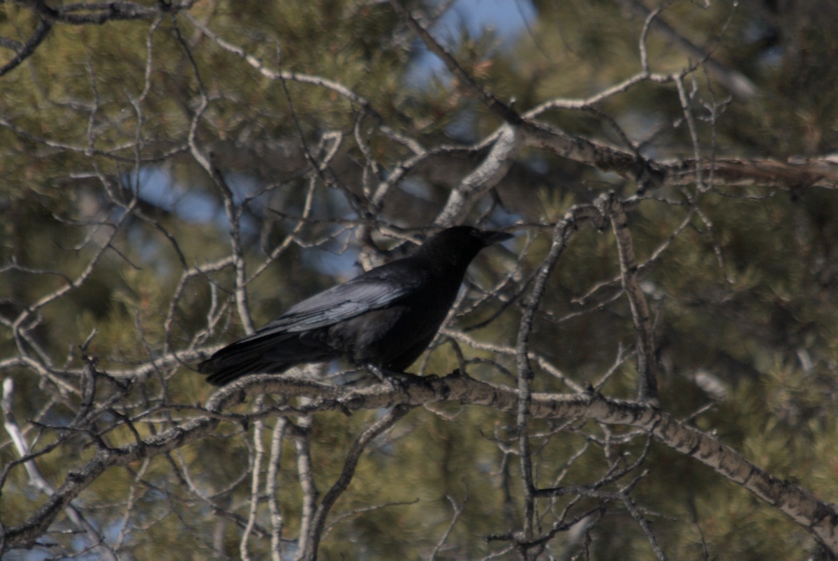 American Crow - ML639600704