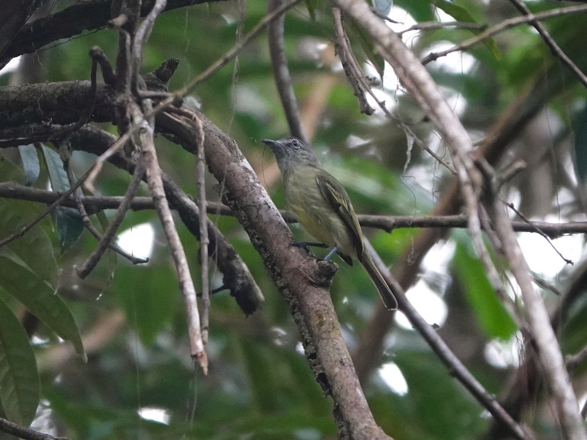 Gray-crowned Flatbill - ML639600709