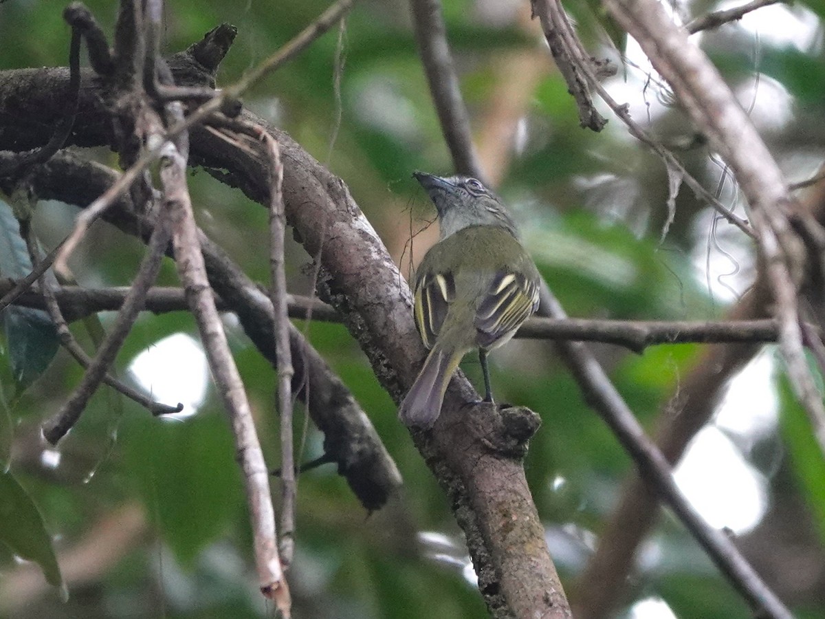 Gray-crowned Flatbill - ML639600710