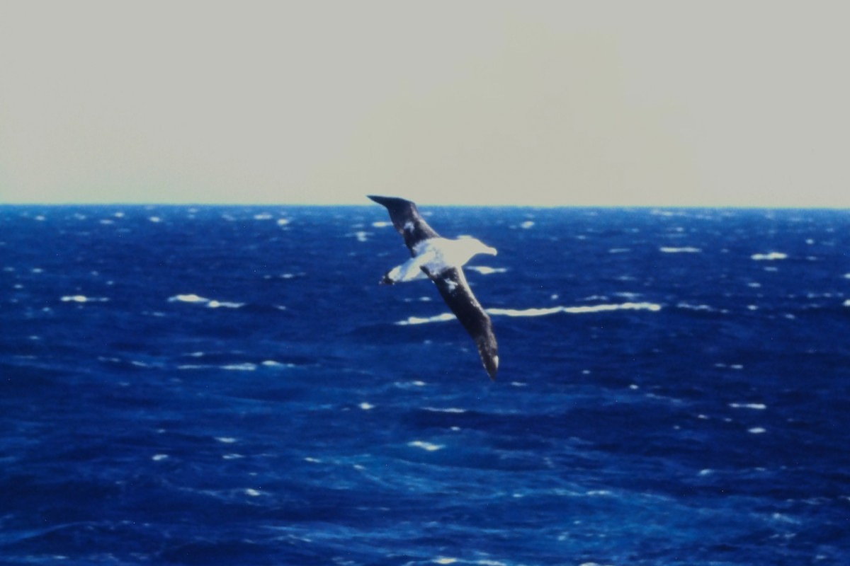 Snowy/Tristan/Antipodean Albatross - ML639600730