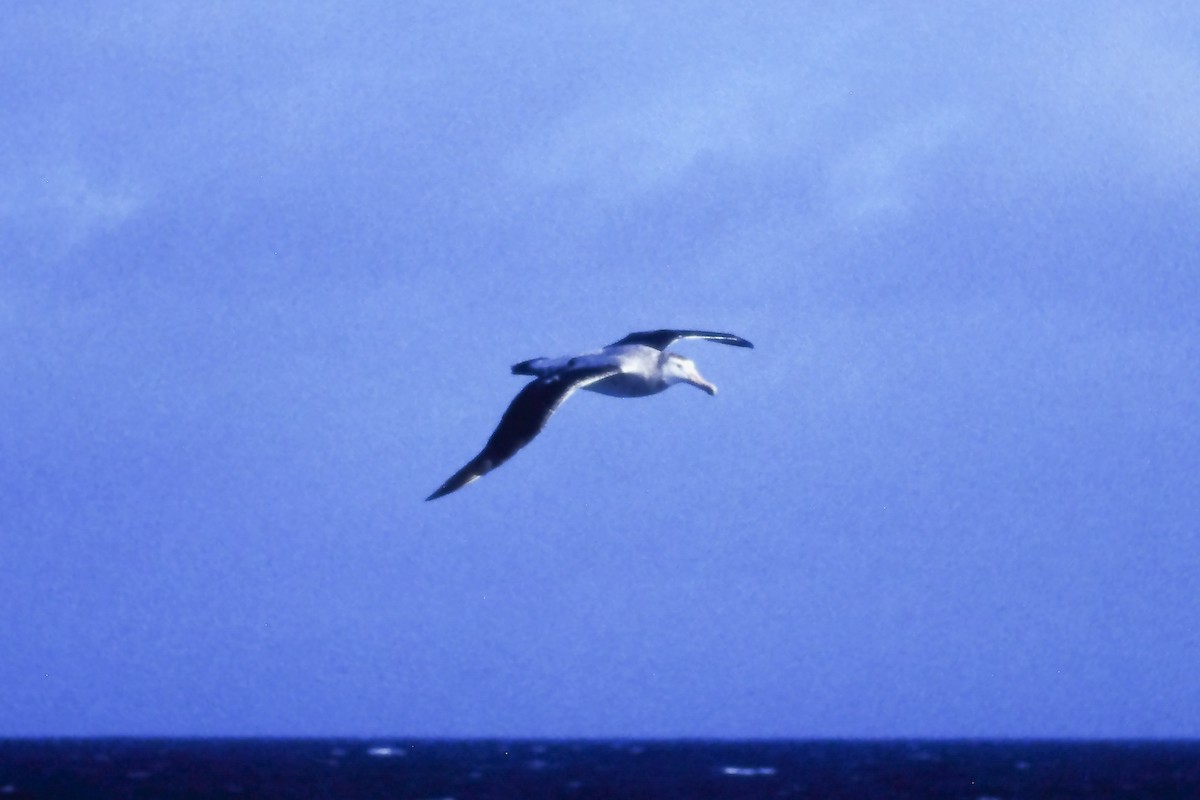 Snowy/Tristan/Antipodean Albatross - ML639600731