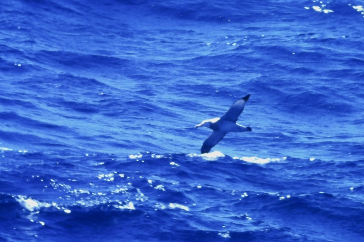 Snowy/Tristan/Antipodean Albatross - ML639600732