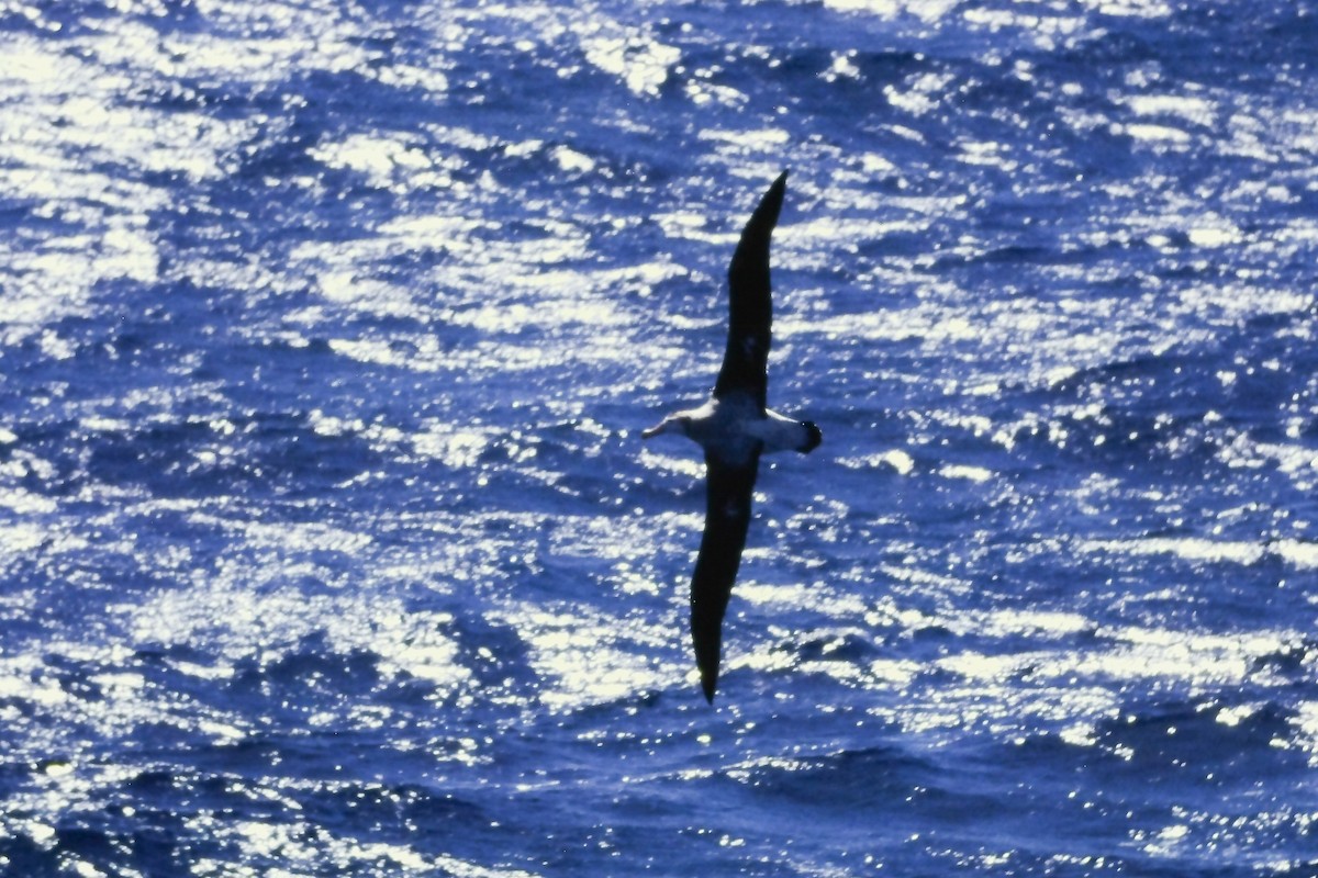 Snowy/Tristan/Antipodean Albatross - ML639600734