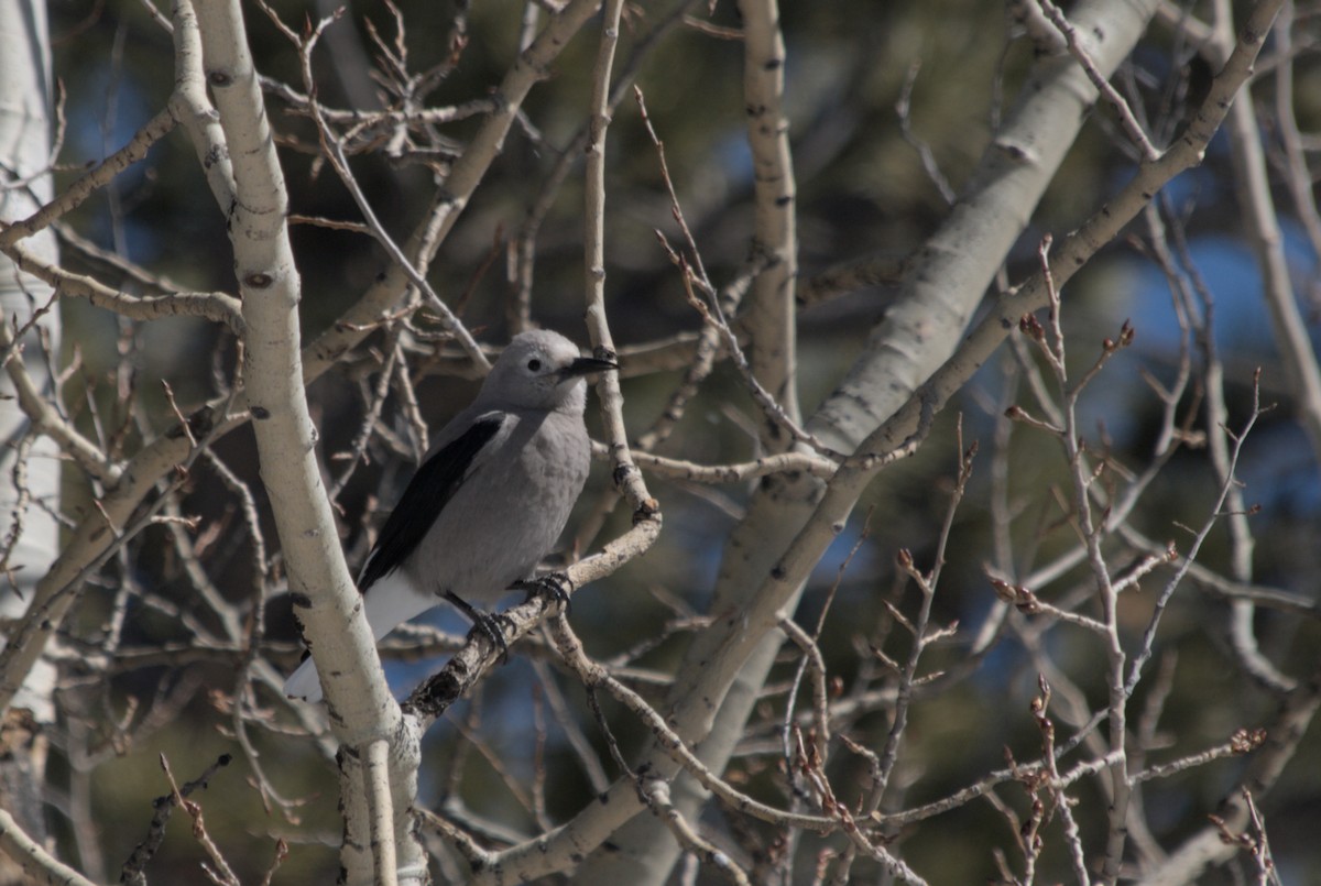 Clark's Nutcracker - ML639600740