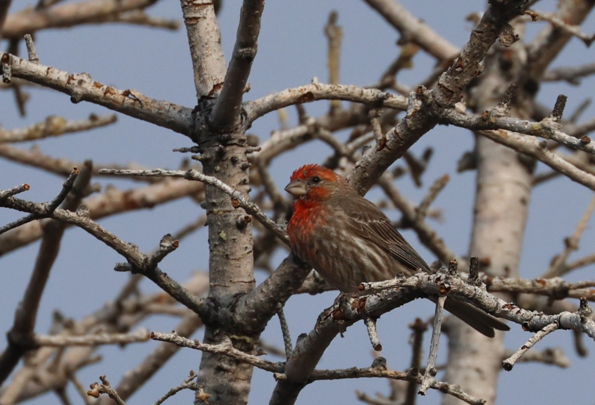 House Finch - ML639600741