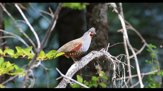 Mountain Quail - ML639600749
