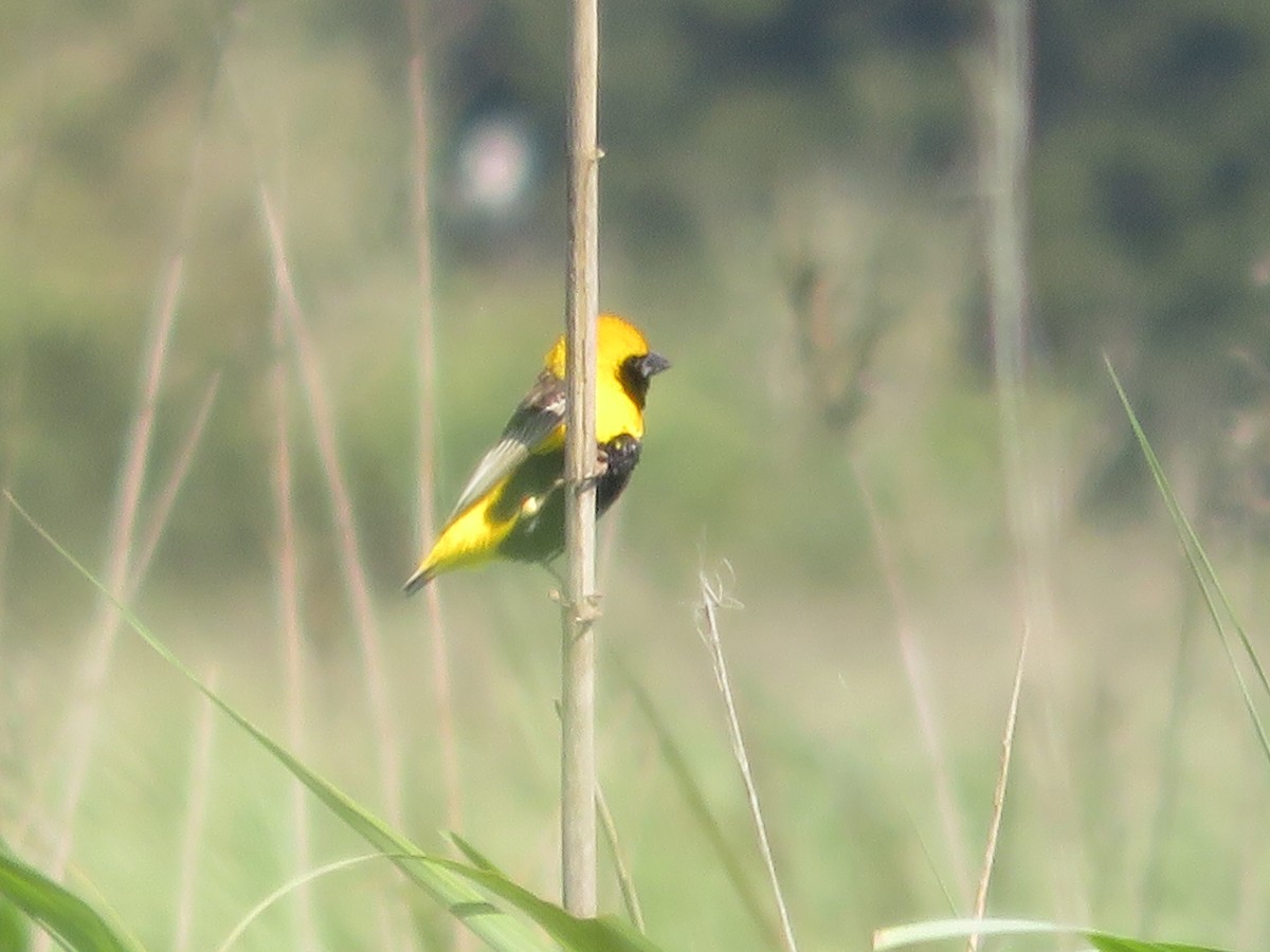 gulkronebisp - ML639600754