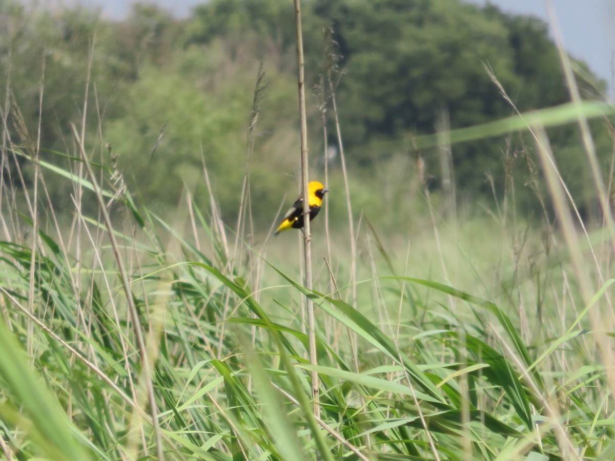 gulkronebisp - ML639600756