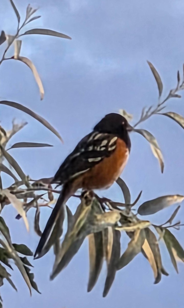 Spotted Towhee - ML639600775