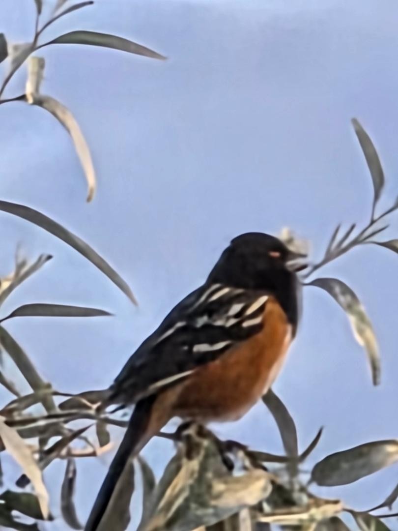 Spotted Towhee - ML639600776