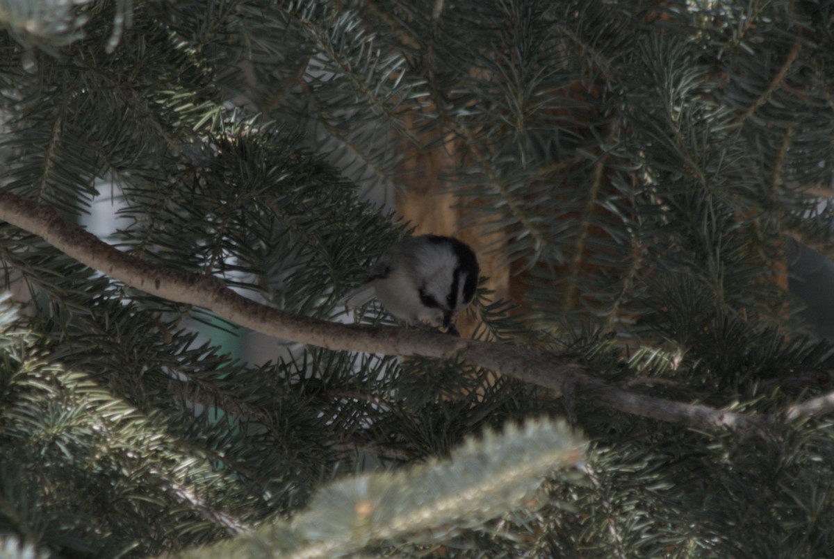 Mountain Chickadee - ML639600791