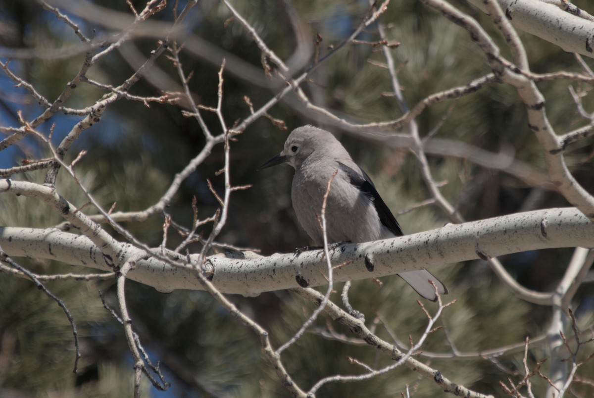 Clark's Nutcracker - ML639600815