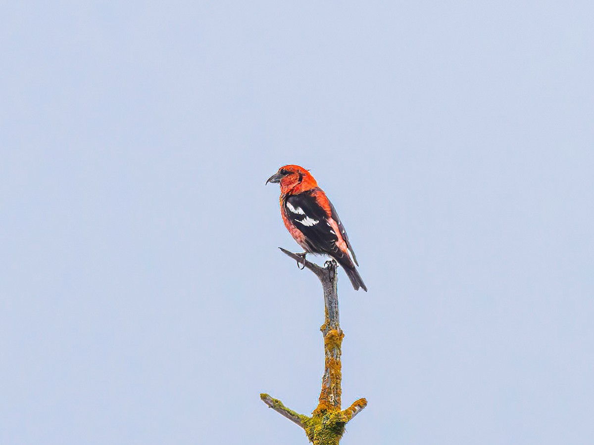 White-winged Crossbill - ML639600836