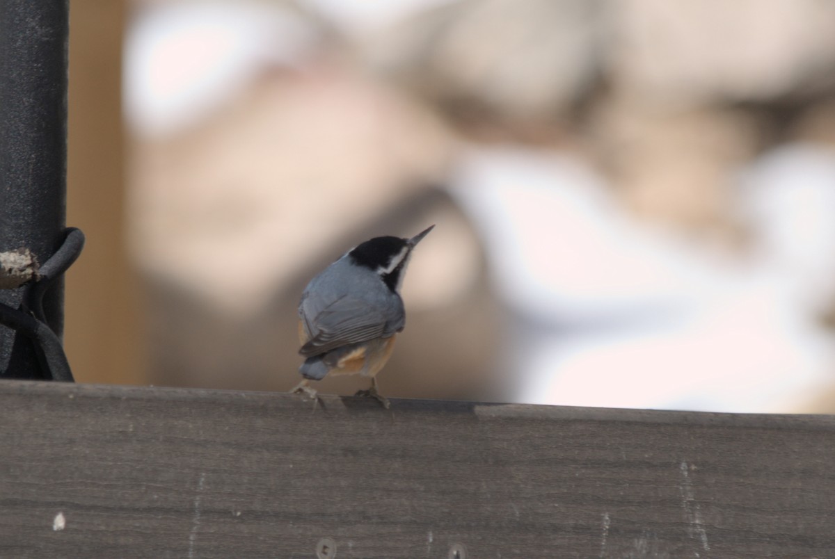 Red-breasted Nuthatch - ML639600865