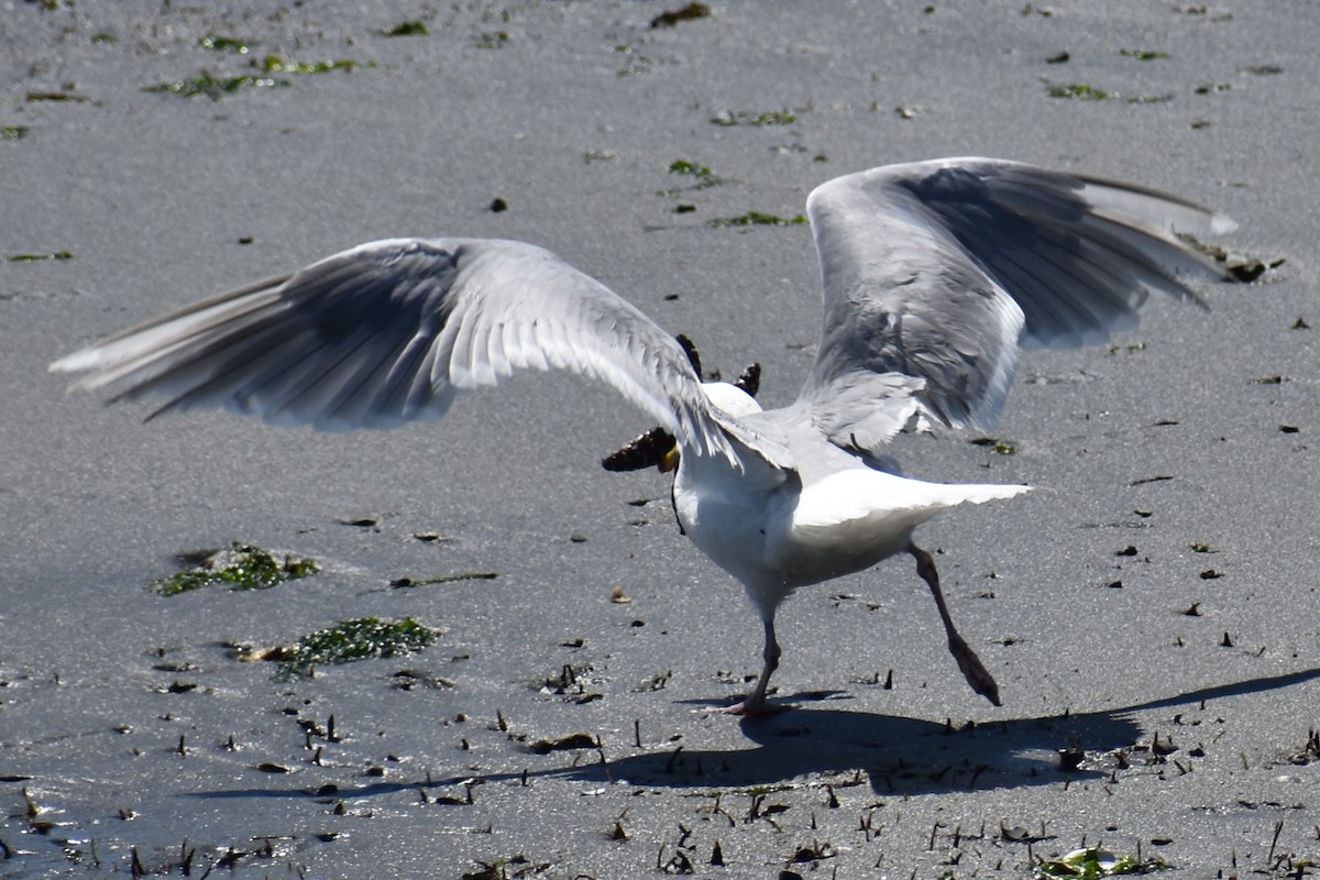 Glaucous-winged Gull - ML639600868