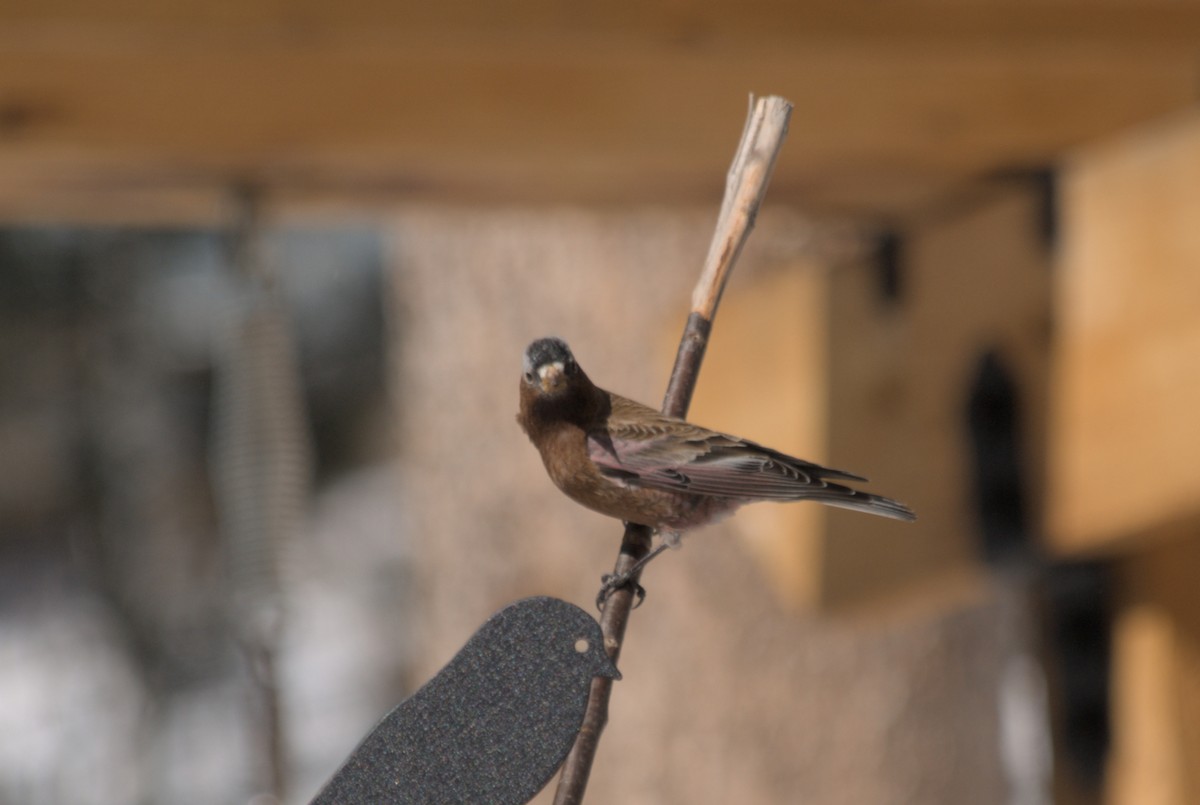 Gray-crowned Rosy-Finch (Gray-crowned) - ML639600878