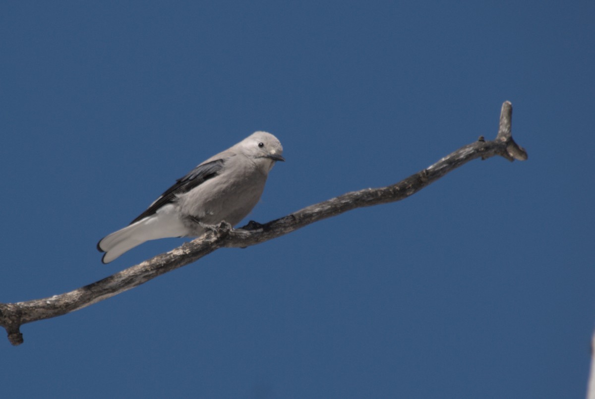 Clark's Nutcracker - ML639600899