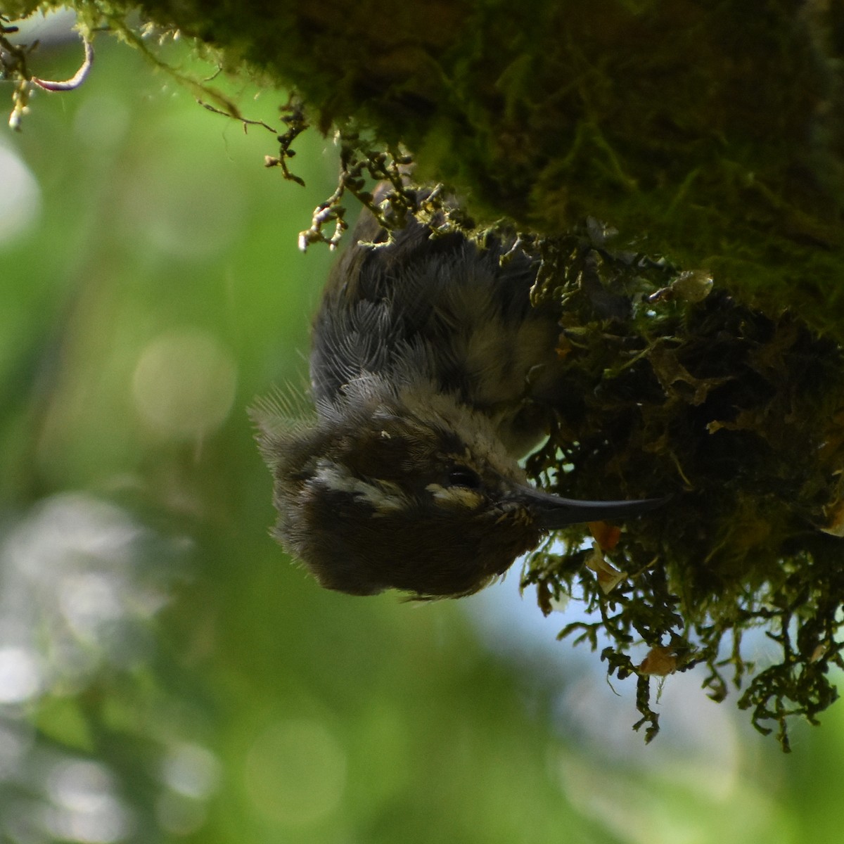 Bewick's Wren - ML639600915