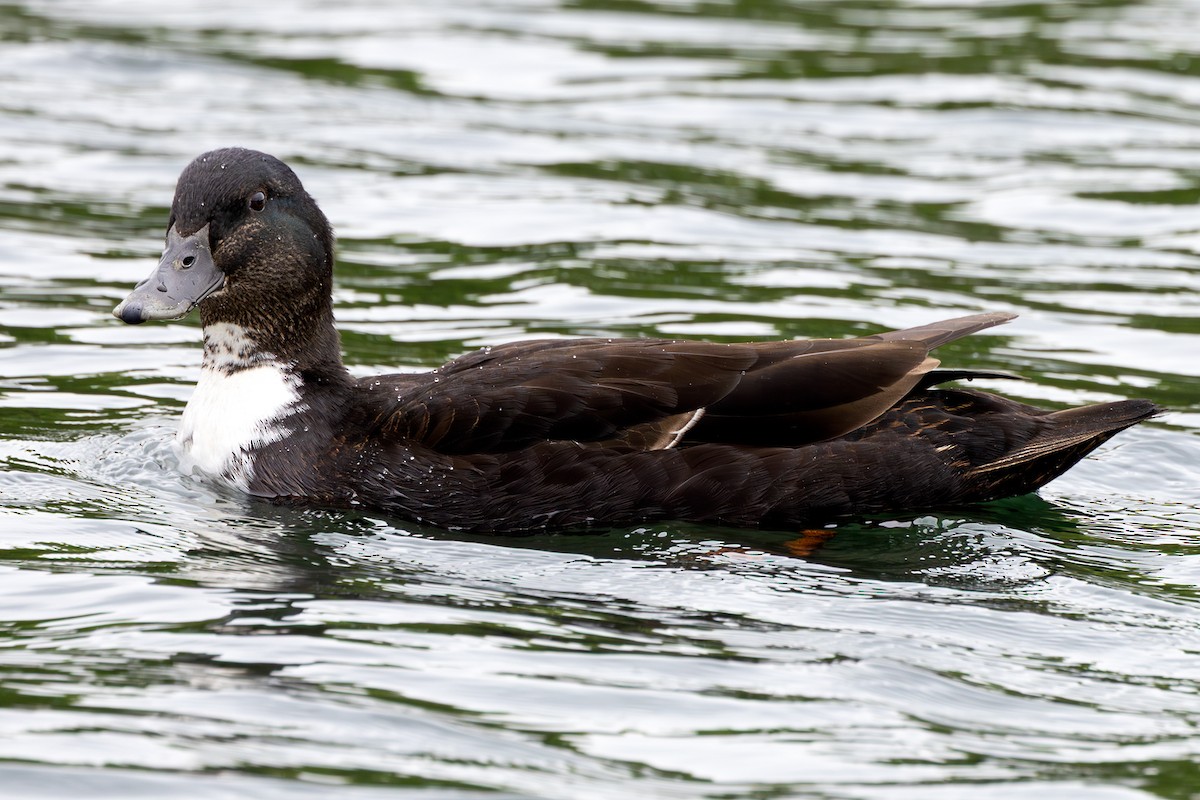 Mallard - ML639600918