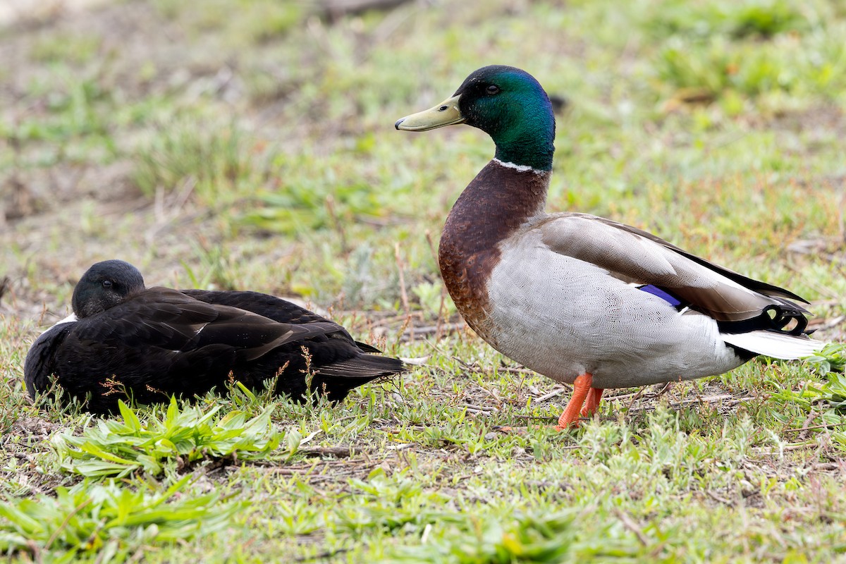 Mallard - ML639600919