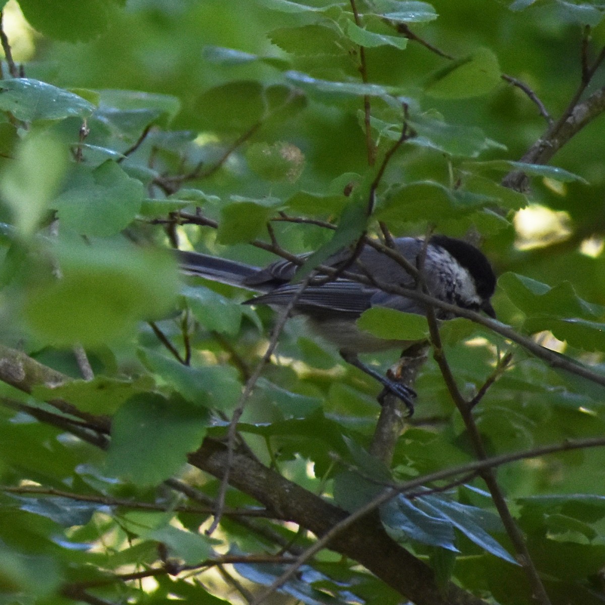 Black-capped Chickadee - ML639600925