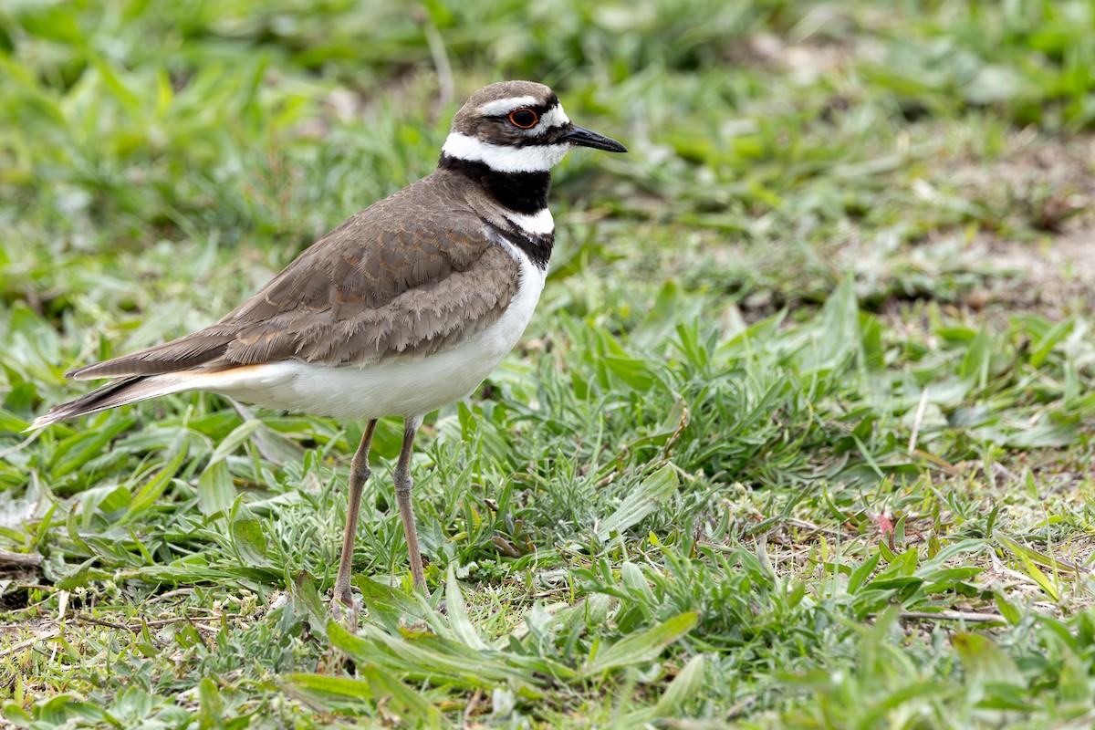 Killdeer - ML639600926