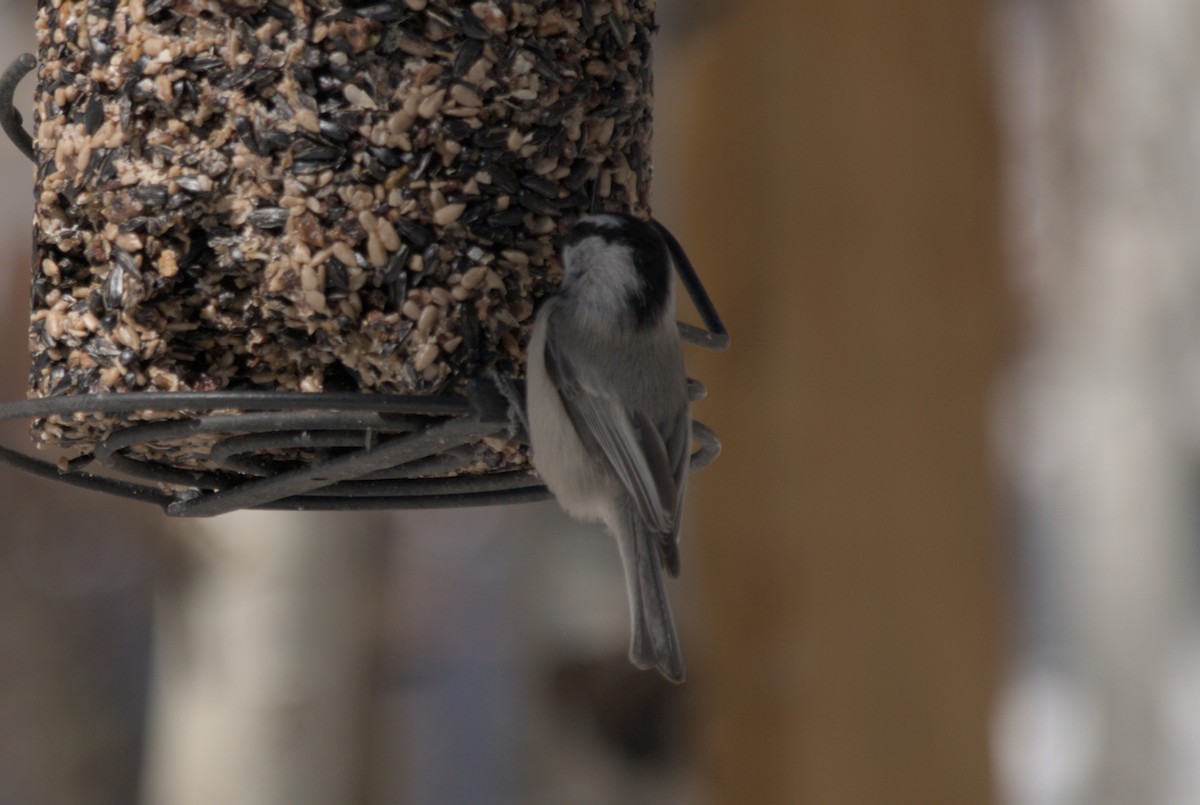 Mountain Chickadee - ML639600927