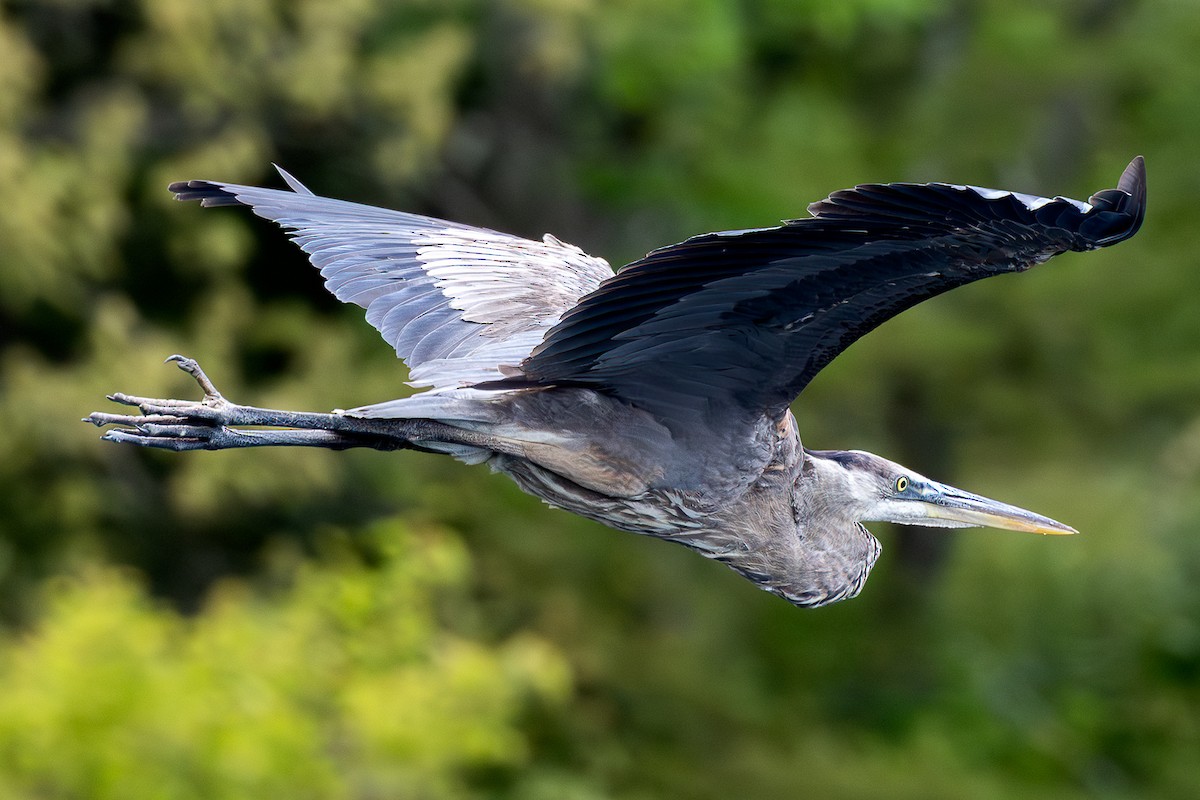 Great Blue Heron - ML639600931