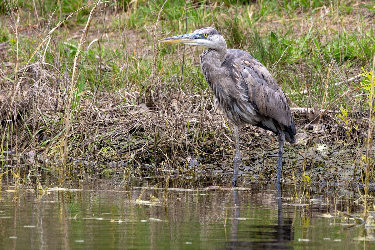 Great Blue Heron - ML639600932