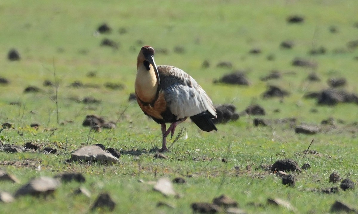Black-faced Ibis - ML639600949