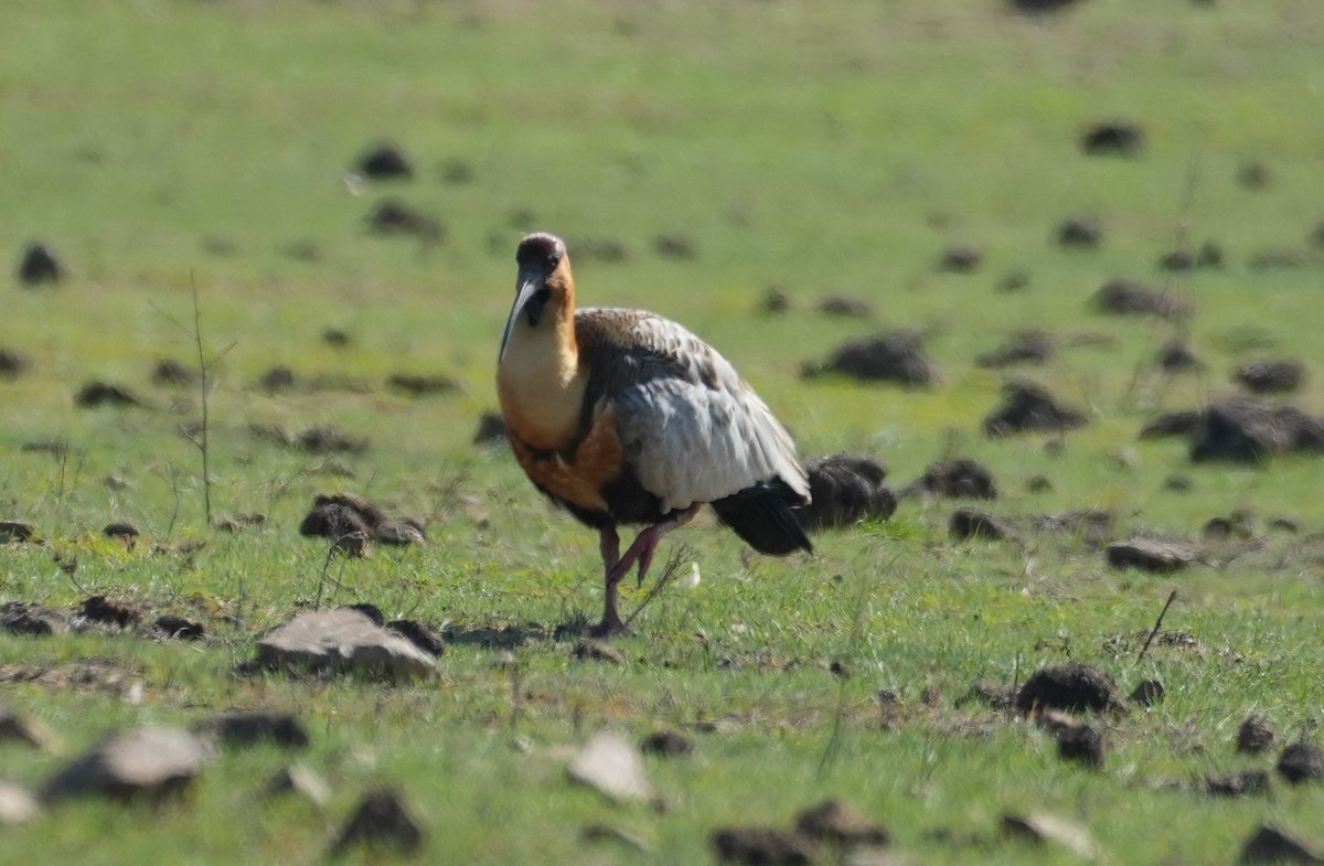 Black-faced Ibis - ML639600976