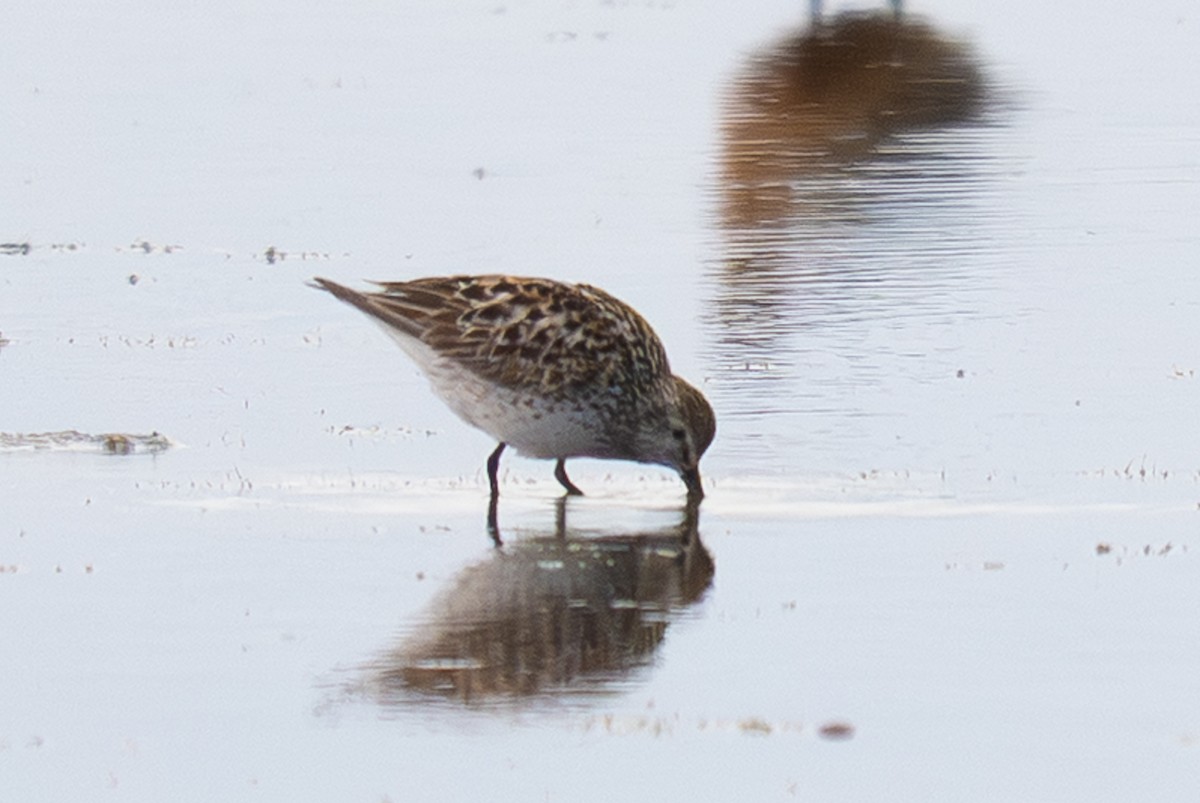 White-rumped Sandpiper - ML639600987