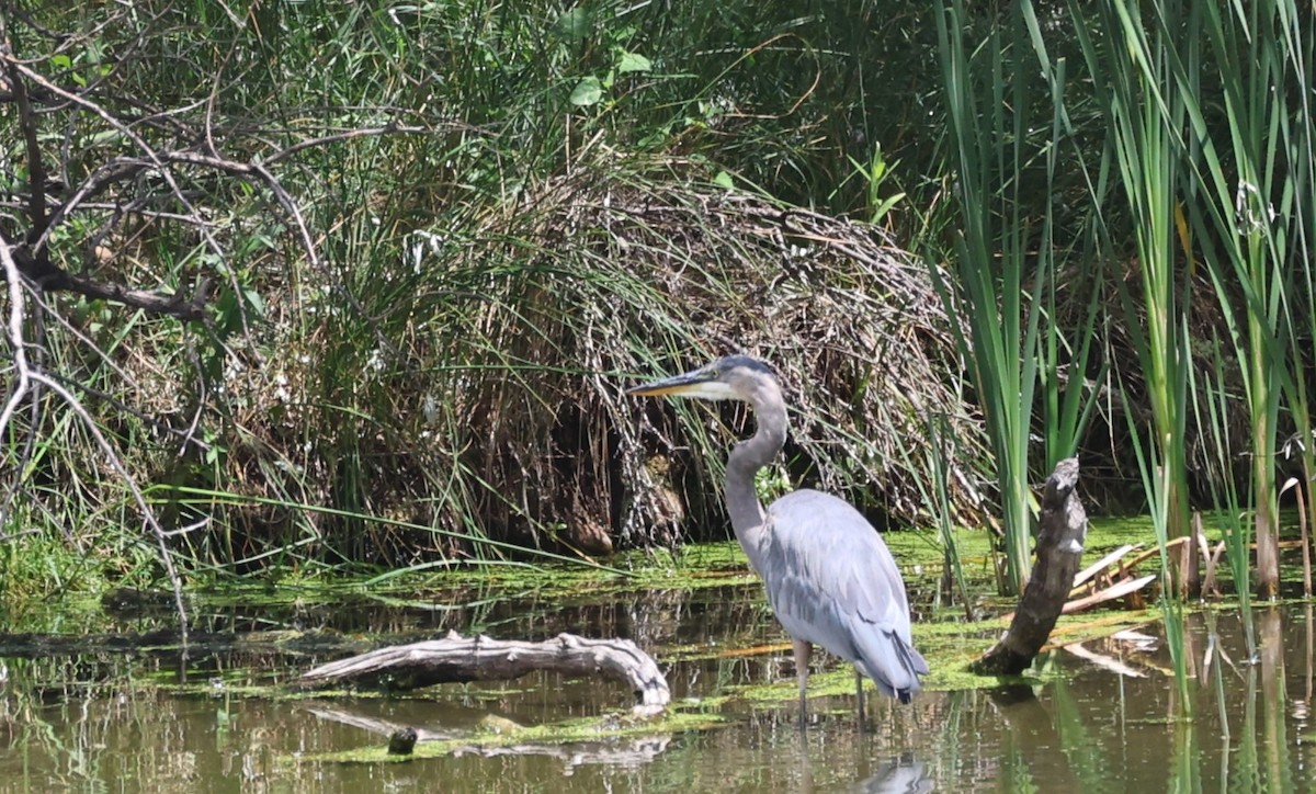 Great Blue Heron - ML639600989