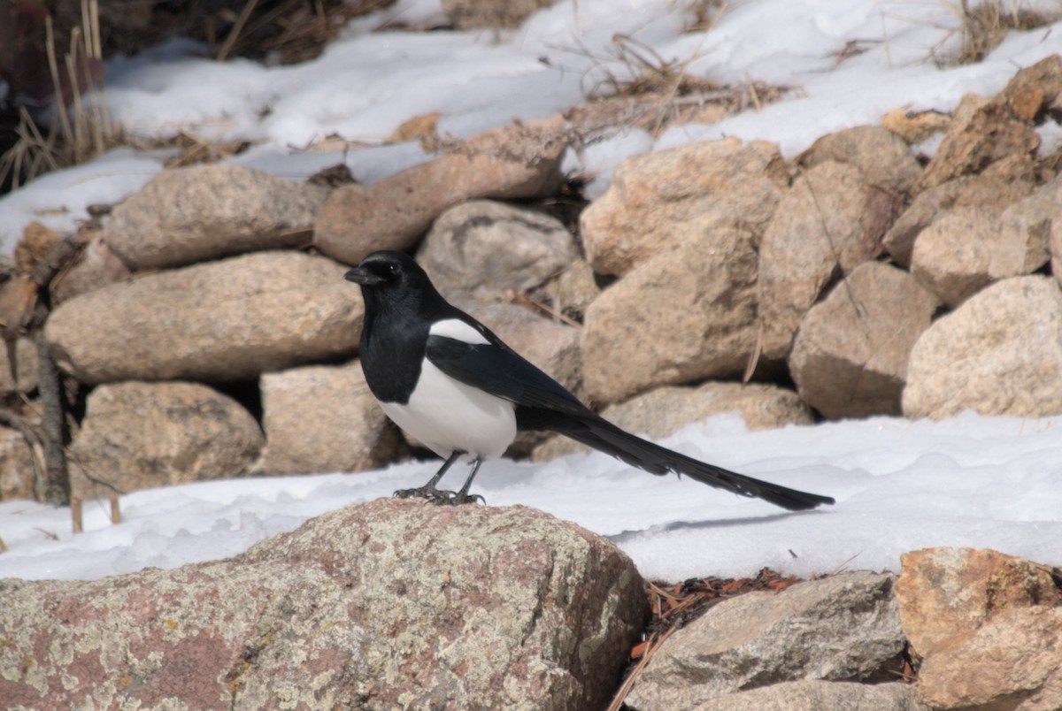 Black-billed Magpie - ML639600998