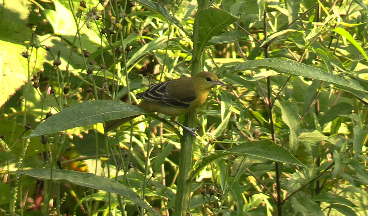 Baltimore Oriole - ML639601014