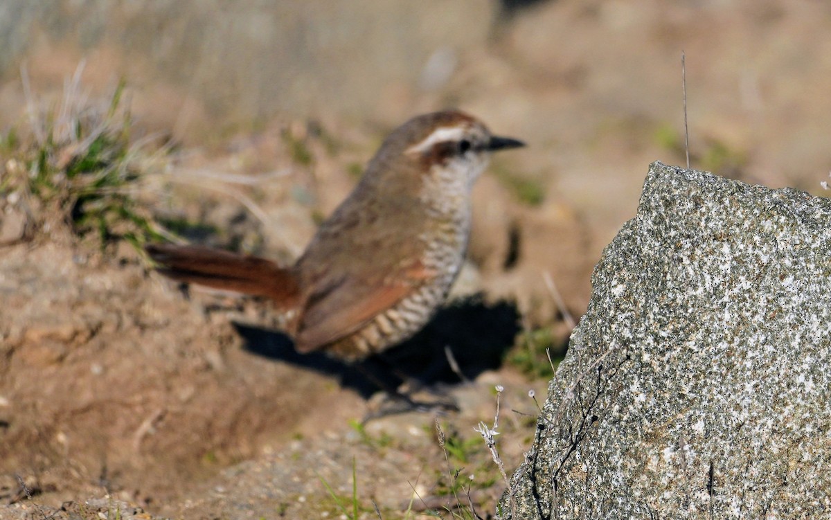 White-throated Tapaculo - ML639601095