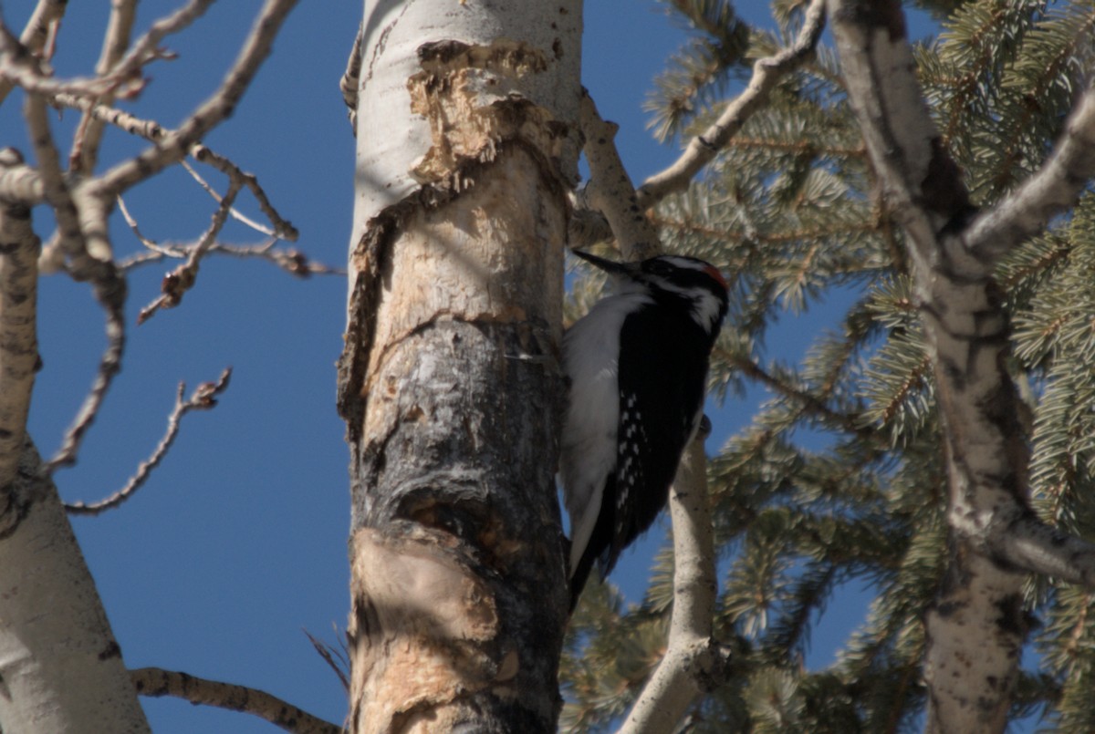 Hairy Woodpecker (Rocky Mts.) - ML639601098