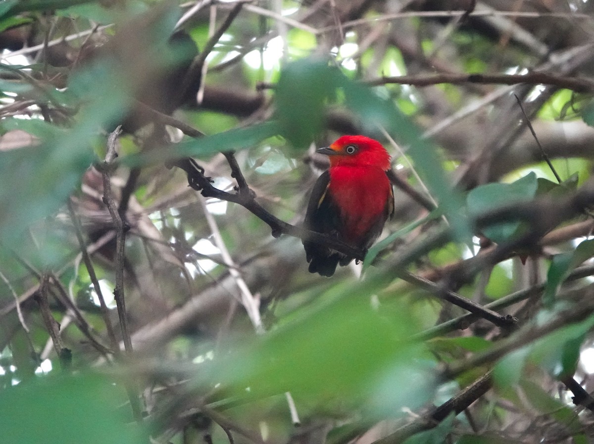 Crimson-hooded Manakin - ML639601104